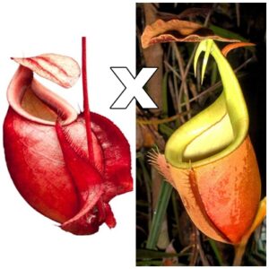 Nepenthes mirabilis var. globosa x bicalcarata, da seme, esemplari assortiti