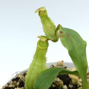Nepenthes mirabilis var. globosa x bicalcarata1
