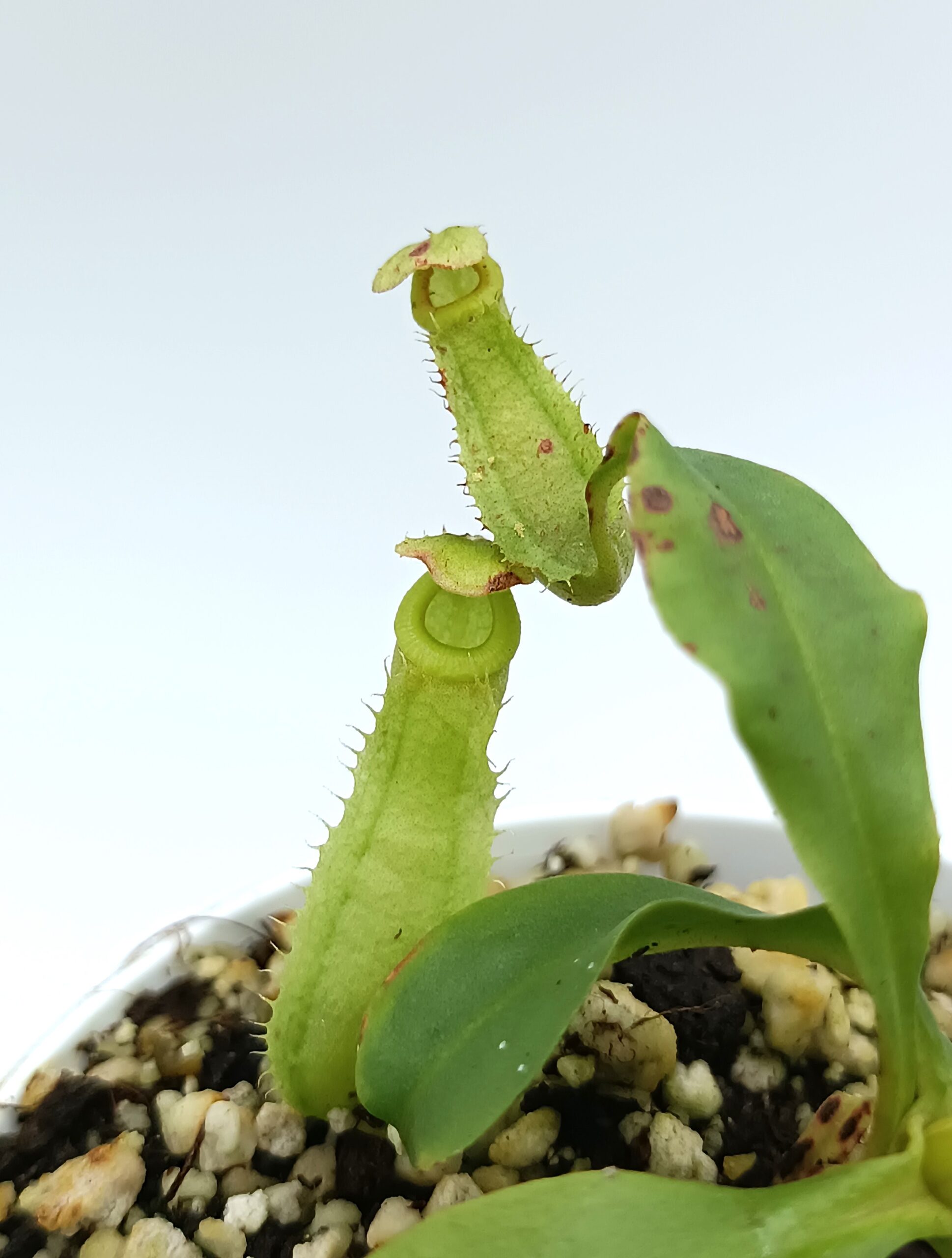 Nepenthes mirabilis var. globosa x bicalcarata1