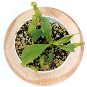 Nepenthes mirabilis var. globosa x bicalcarata2