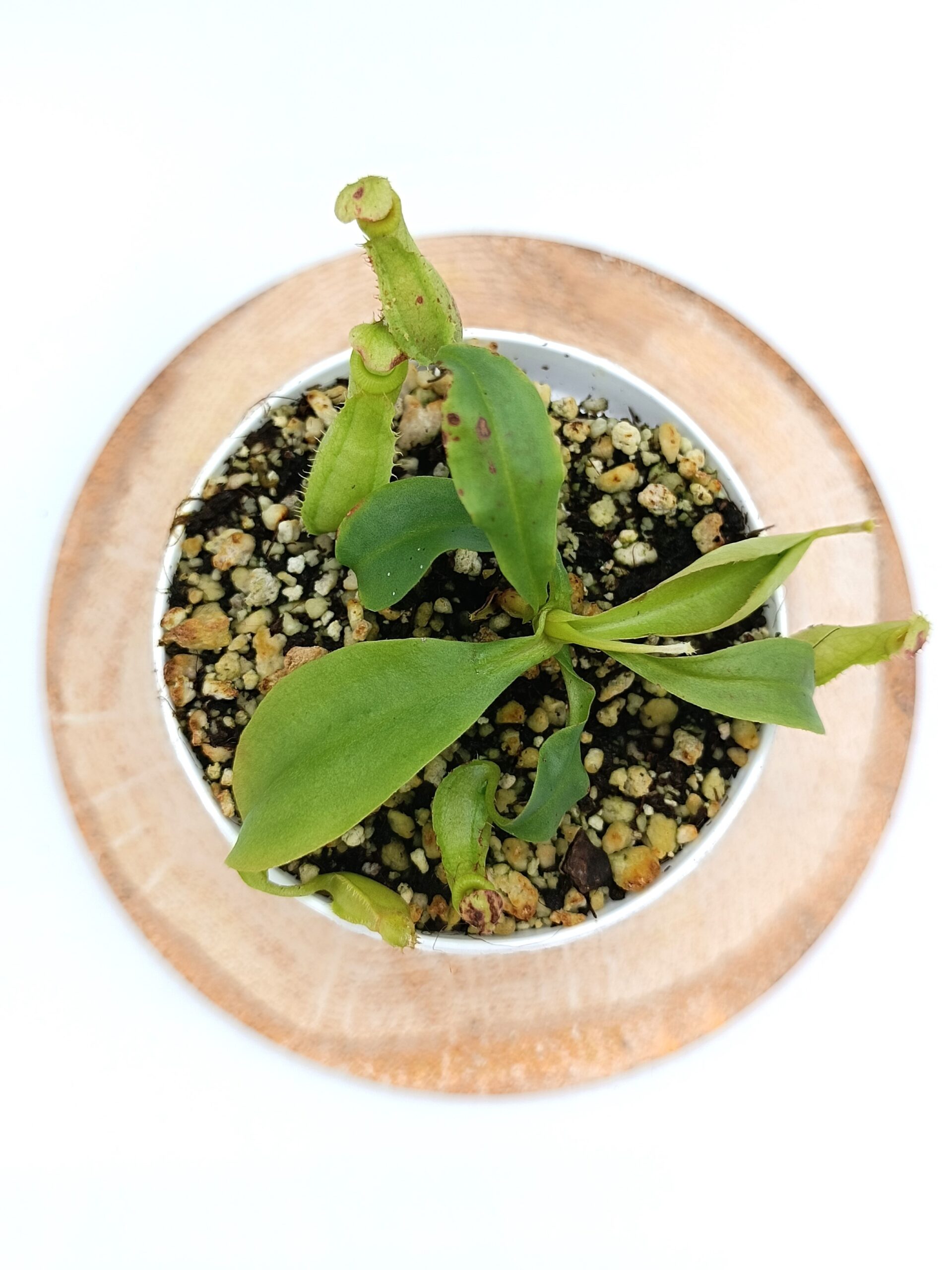 Nepenthes mirabilis var. globosa x bicalcarata2