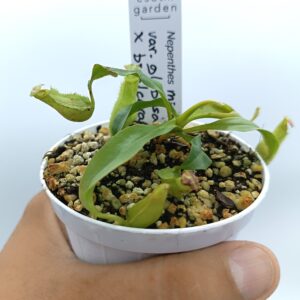 Nepenthes mirabilis var. globosa x bicalcarata3