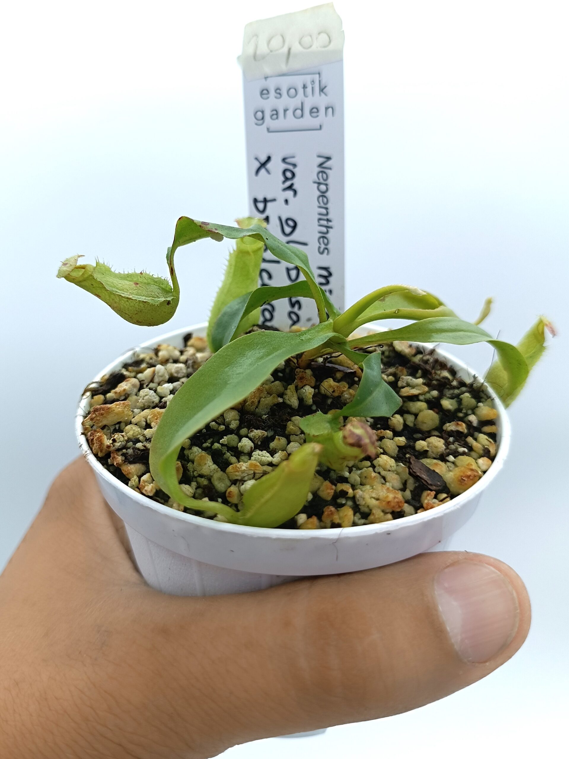 Nepenthes mirabilis var. globosa x bicalcarata3