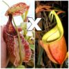 Nepenthes rafflesiana “winged” x bicalcarata, da seme, esemplari assortiti
