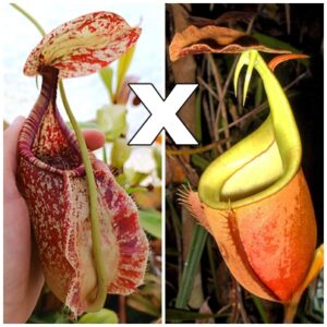 Nepenthes rafflesiana "winged" x bicalcarata, da seme, esemplari assortiti