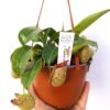 Nepenthes x hookeriana