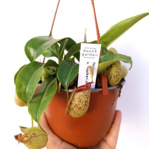 Nepenthes x hookeriana