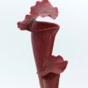 Sarracenia leucophylla “burgundy” (L57 MK) x (x ‘Cancan’), da seme, esemplari assortiti