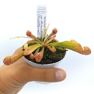 Sarracenia psittacina var. okefenokeensis (PS09 MK x self), da seme, esemplari assortiti
