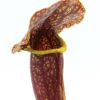 Sarracenia purpurea “veinless” x O.P., da seme, esemplari assortiti