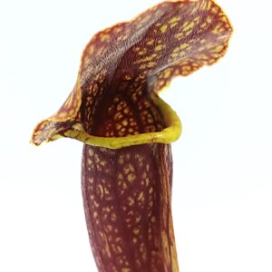 Sarracenia purpurea "veinless" x O.P., da seme, esemplari assortiti