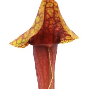 Sarracenia rosea (pale flowers, MSr) x flava var. rugelii "giant lid" (AA), da seme, esemplari assortiti