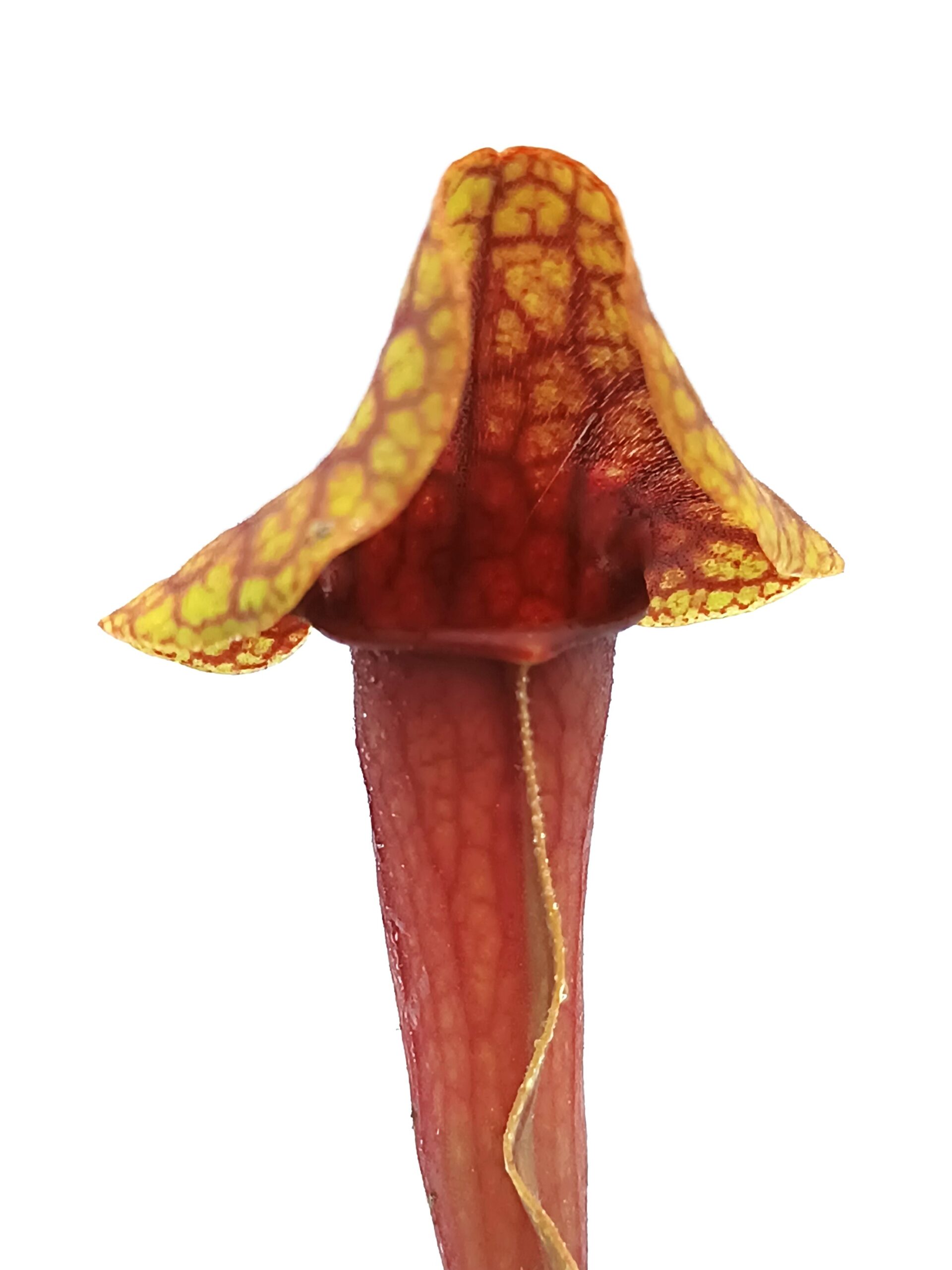 Sarracenia rosea (pale flowers, MSr) x flava var. rugelii “giant lid” (AA), da seme, esemplari assortiti