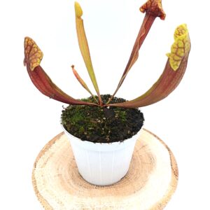 Sarracenia rosea (pale flower, MSr) x flava var. rugelii (giant lid, AA)2