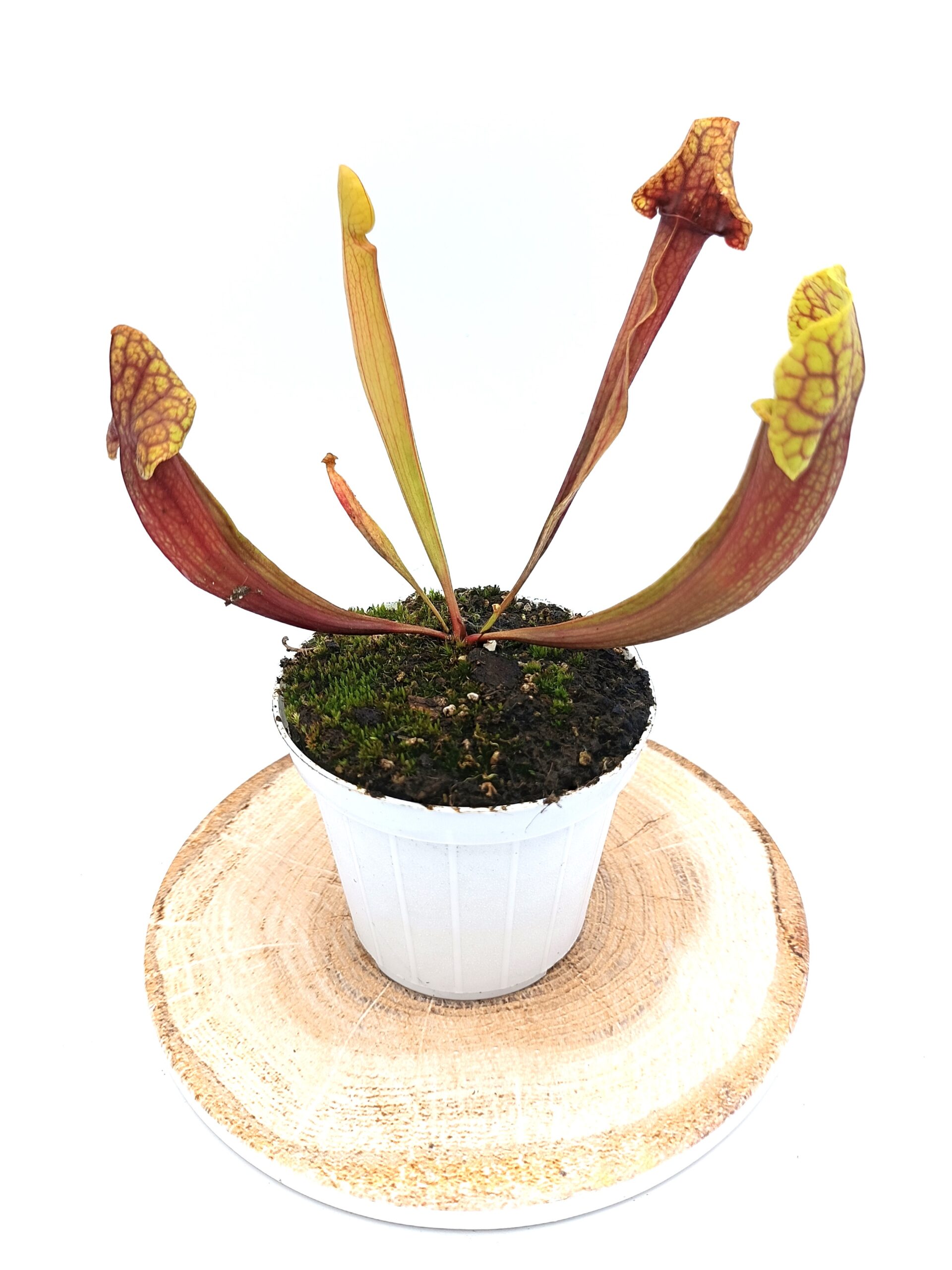 Sarracenia rosea (pale flower, MSr) x flava var. rugelii (giant lid, AA)2