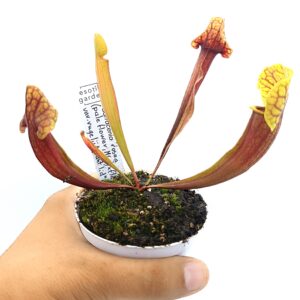 Sarracenia rosea (pale flower, MSr) x flava var. rugelii (giant lid, AA)3