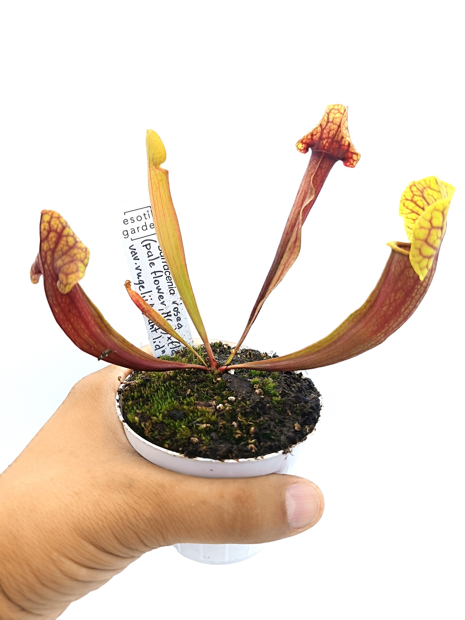 Sarracenia rosea (pale flower, MSr) x flava var. rugelii (giant lid, AA)3