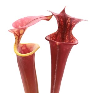 Sarracenia (x Adrian Slack) x flava var. atropurpurea (FL105 RVL)1