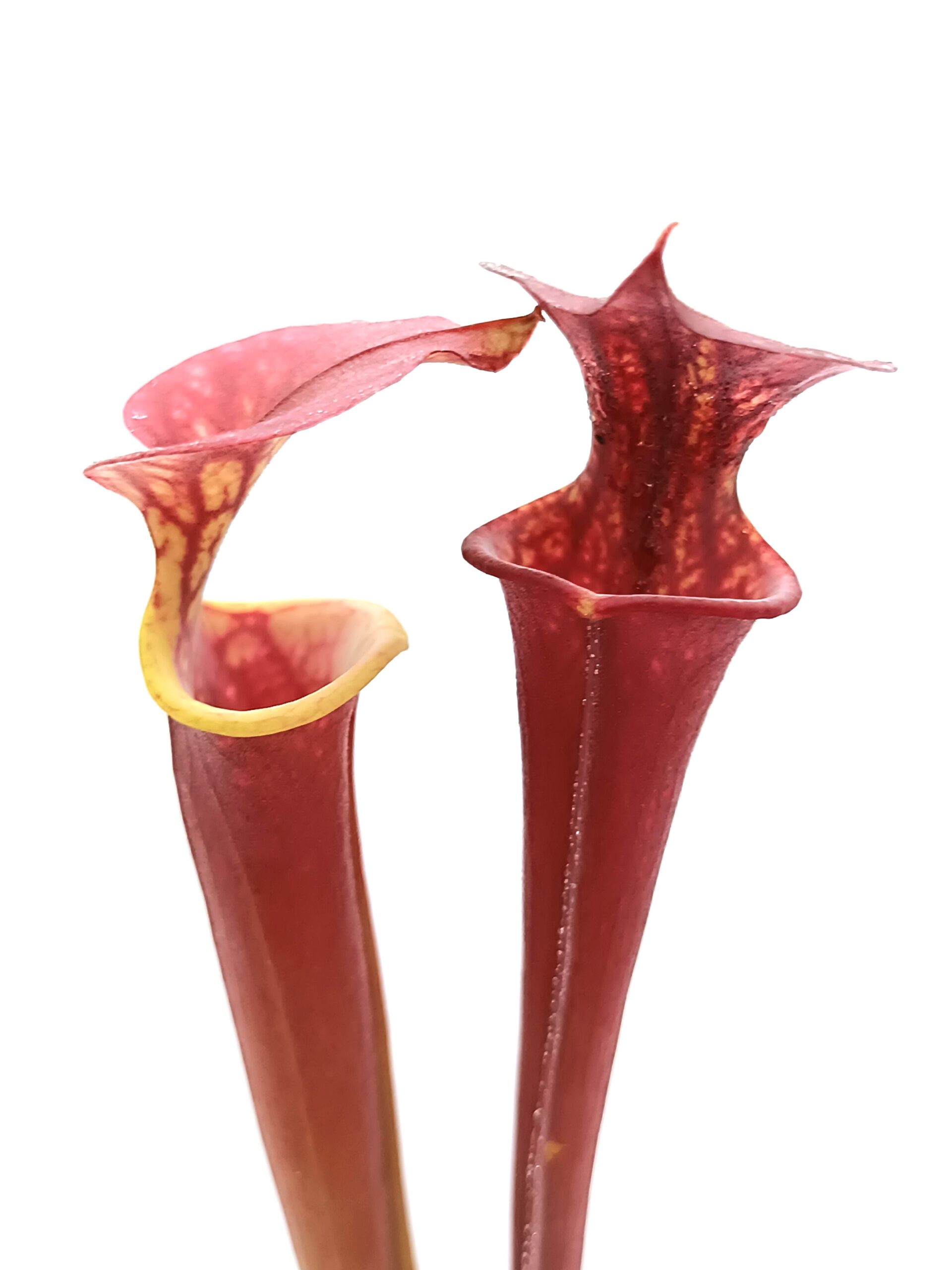 Sarracenia (x Adrian Slack) x flava var. atropurpurea (FL105 RVL)1