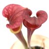 Sarracenia (x ‘Adrian Slack’) x flava var. atropurpurea (FL105 RVL), da seme, esemplari assortiti
