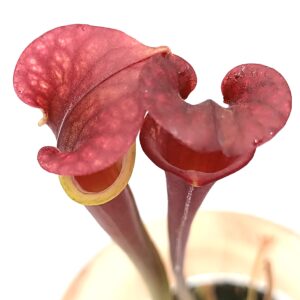 Sarracenia (x 'Adrian Slack') x flava var. atropurpurea (FL105 RVL), da seme, esemplari assortiti
