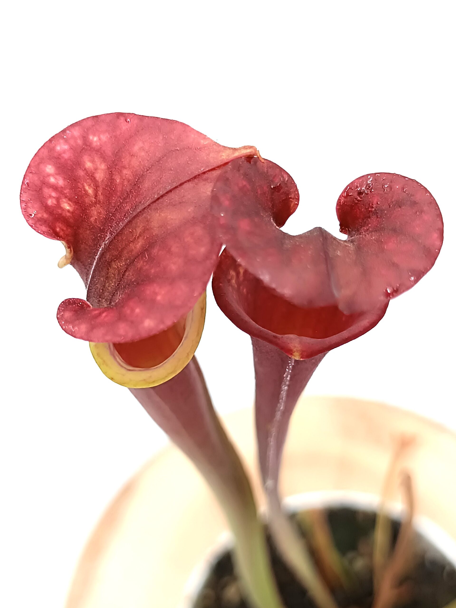 Sarracenia (x Adrian Slack) x flava var. atropurpurea (FL105 RVL)2