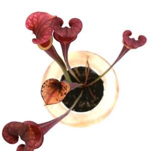 Sarracenia (x Adrian Slack) x flava var. atropurpurea (FL105 RVL)3
