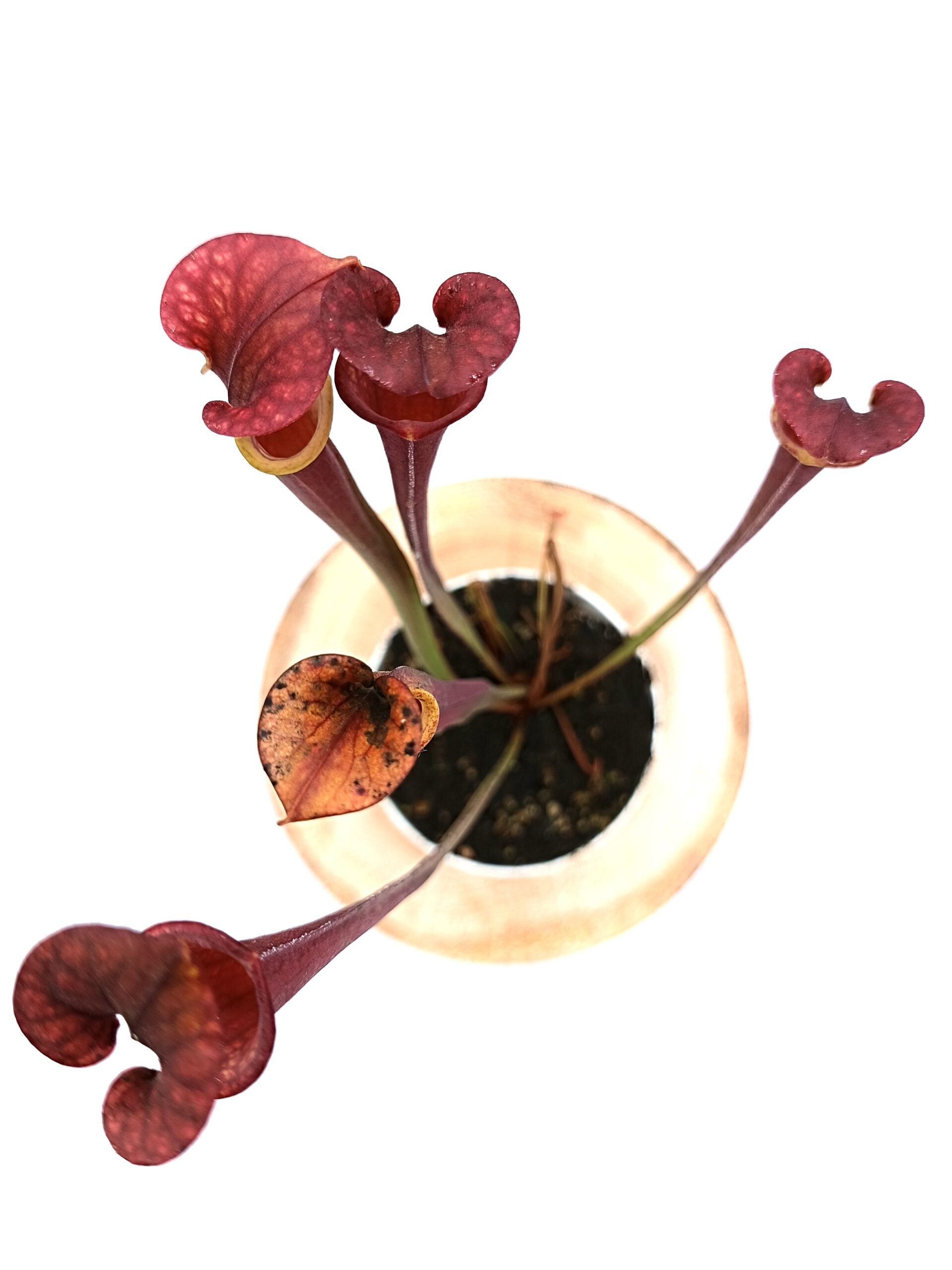 Sarracenia (x Adrian Slack) x flava var. atropurpurea (FL105 RVL)3