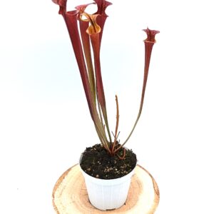 Sarracenia (x Adrian Slack) x flava var. atropurpurea (FL105 RVL)4