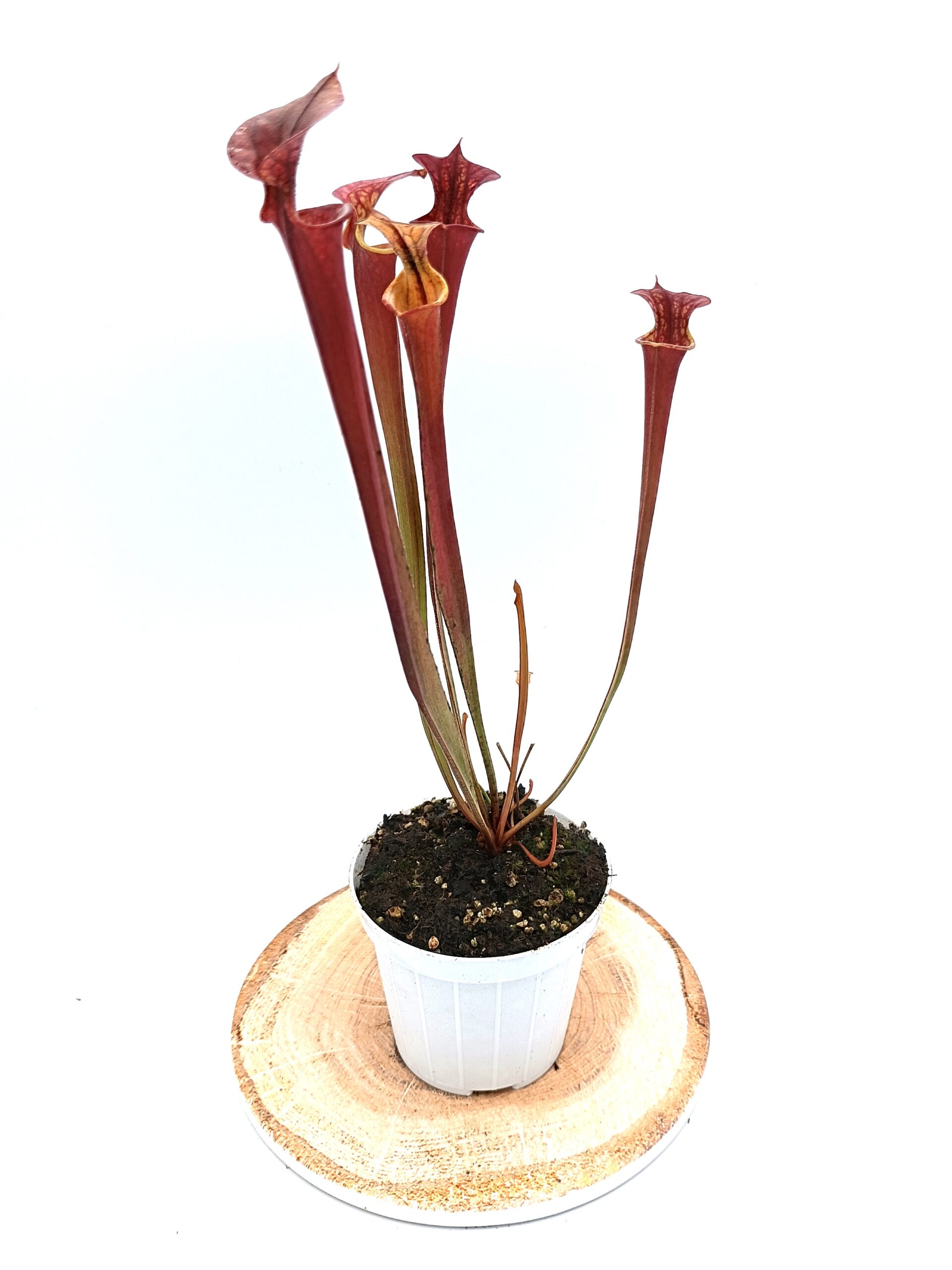 Sarracenia (x Adrian Slack) x flava var. atropurpurea (FL105 RVL)4
