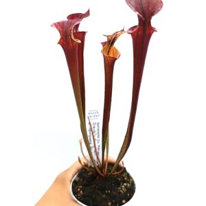 Sarracenia (x Adrian Slack) x flava var. atropurpurea (FL105 RVL)5