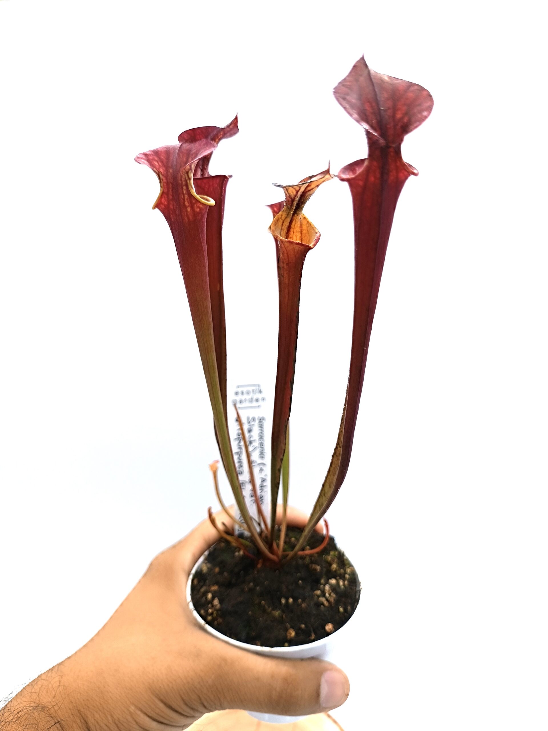 Sarracenia (x Adrian Slack) x flava var. atropurpurea (FL105 RVL)5