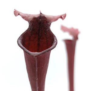 Sarracenia x moorei (red) = leucophylla (red, L38c MSr) x flava var. atropurpurea (FL105 RVL), da seme, esemplari assortiti