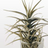 Tillandsia bergeri (Pianta d’Aria)