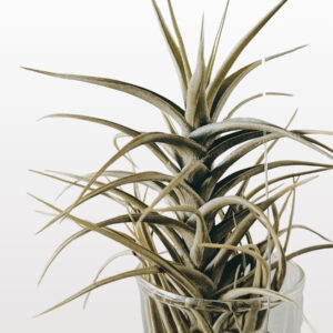 Tillandsia bergeri (Pianta d'Aria)