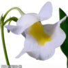 Utricularia alpina