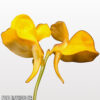 Utricularia cornuta