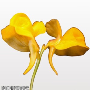 Utricularia cornuta