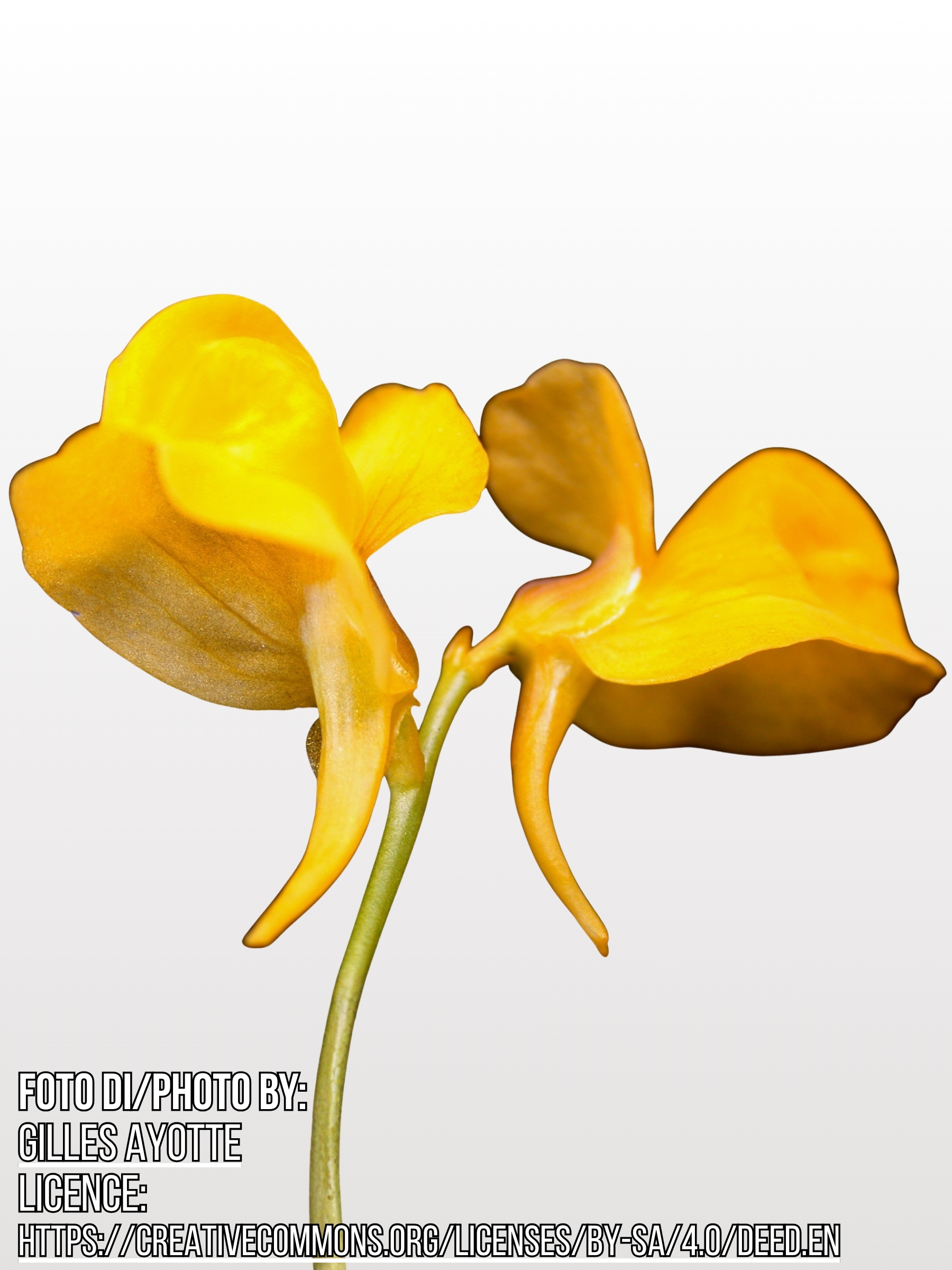 Utricularia cornuta1