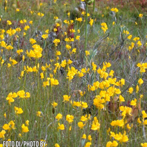 Utricularia cornuta2