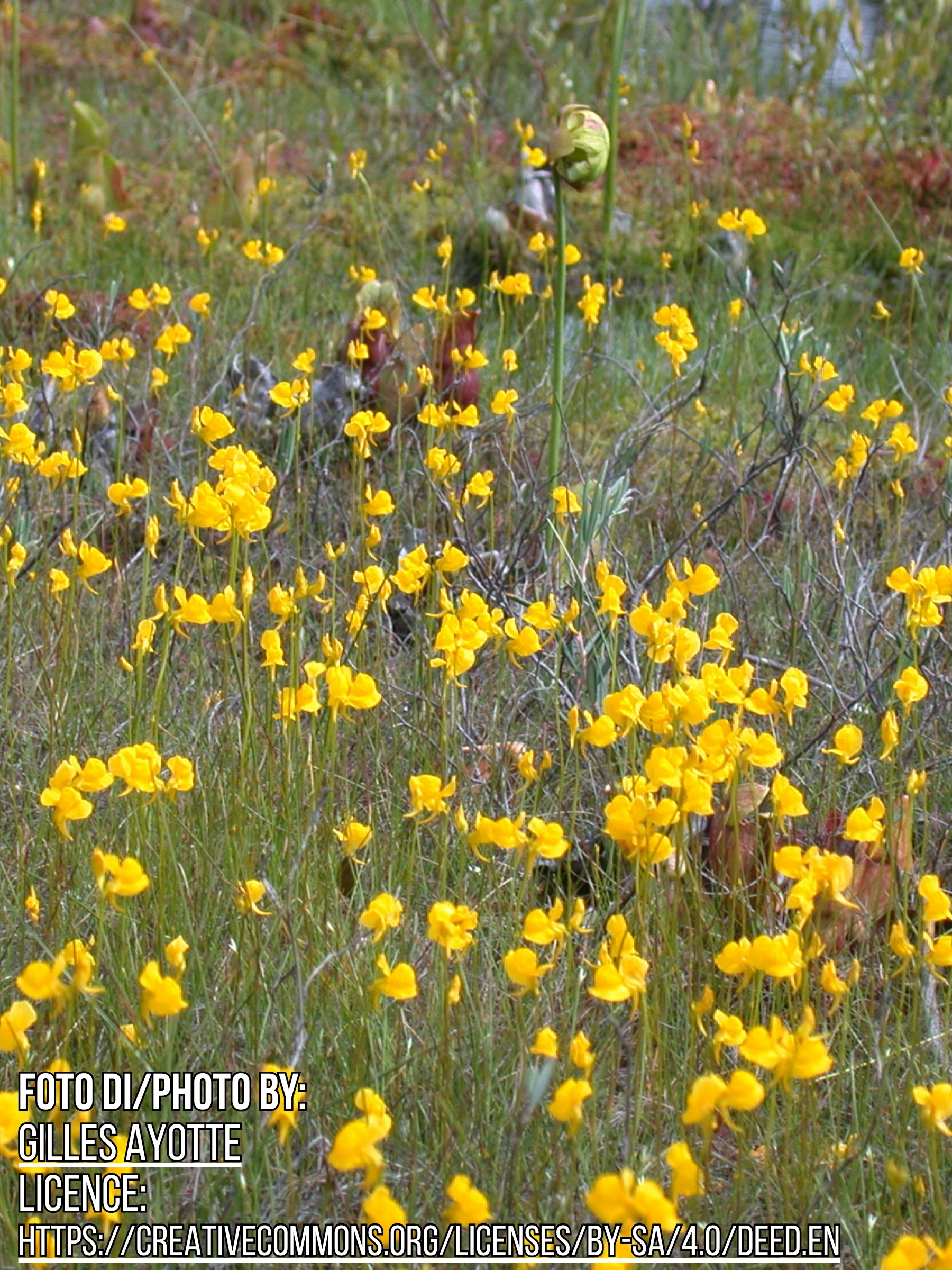 Utricularia cornuta2