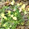 Utricularia geminiloba
