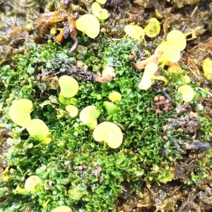 Utricularia geminiloba