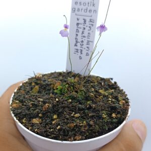 Utricularia minutissima + U. blanchetii, mix di 2 specie