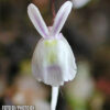 Utricularia sandersonii