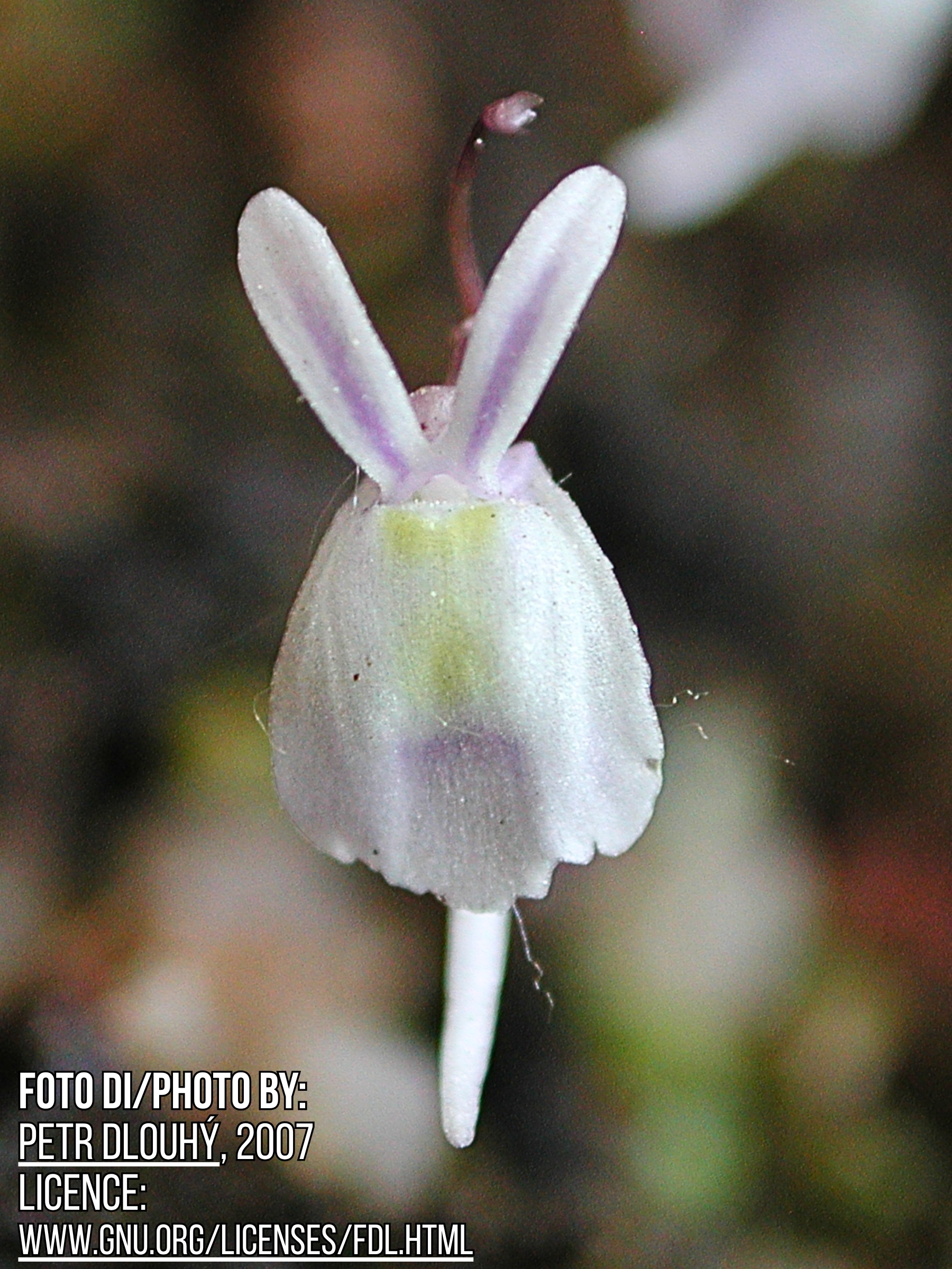 Utricularia sandersonii