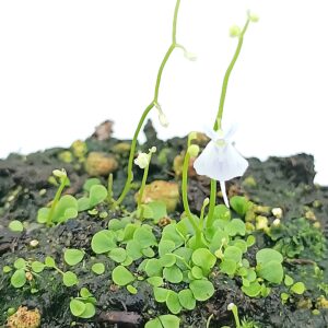 Utricularia sandersonii1