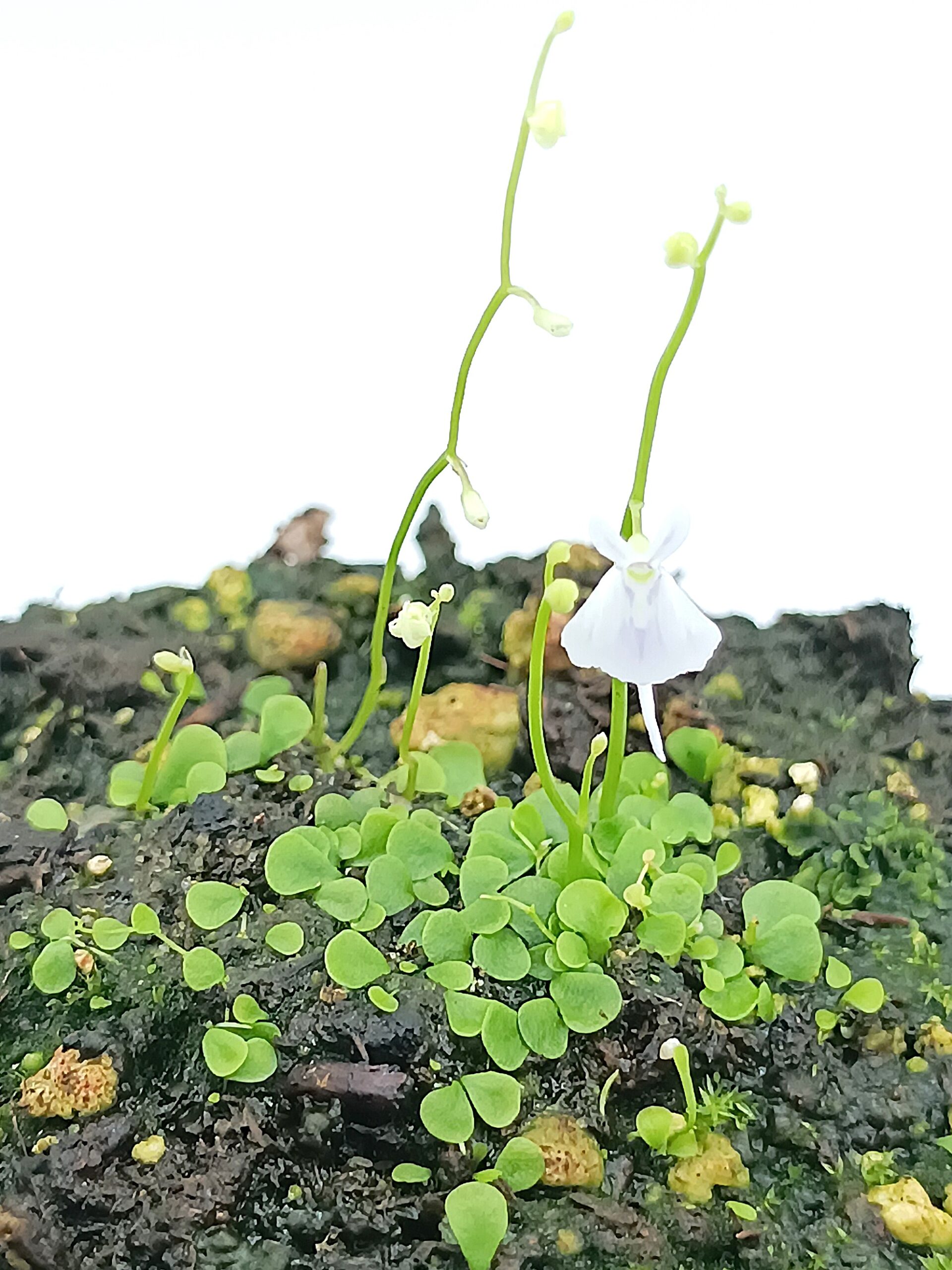 Utricularia sandersonii1