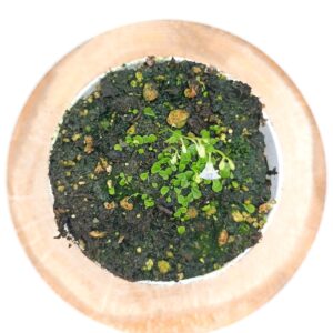 Utricularia sandersonii2