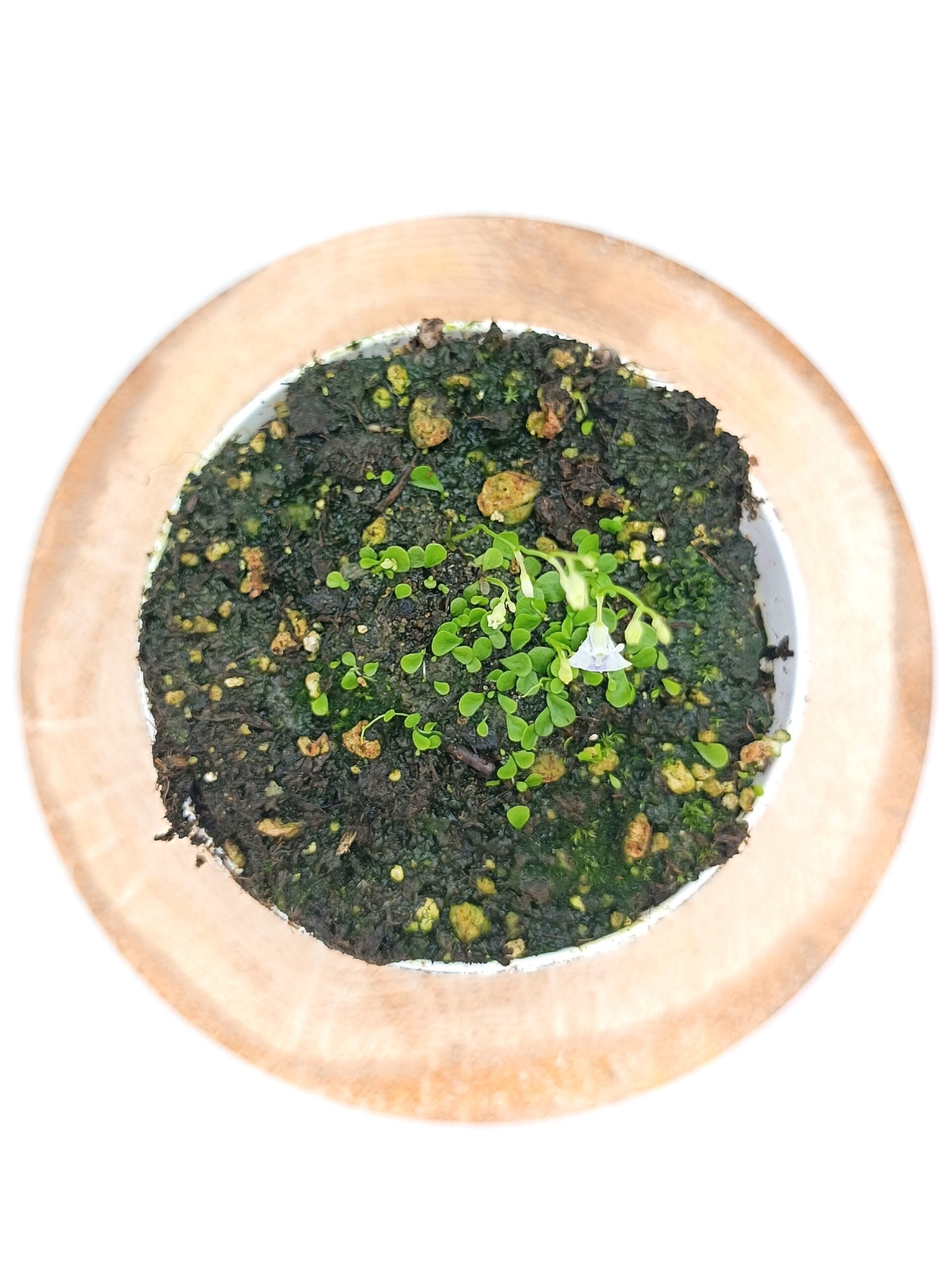 Utricularia sandersonii2